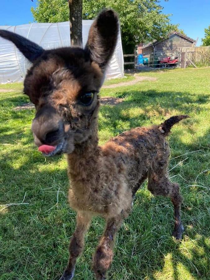 B&B De Raamberg Zundert Exteriör bild