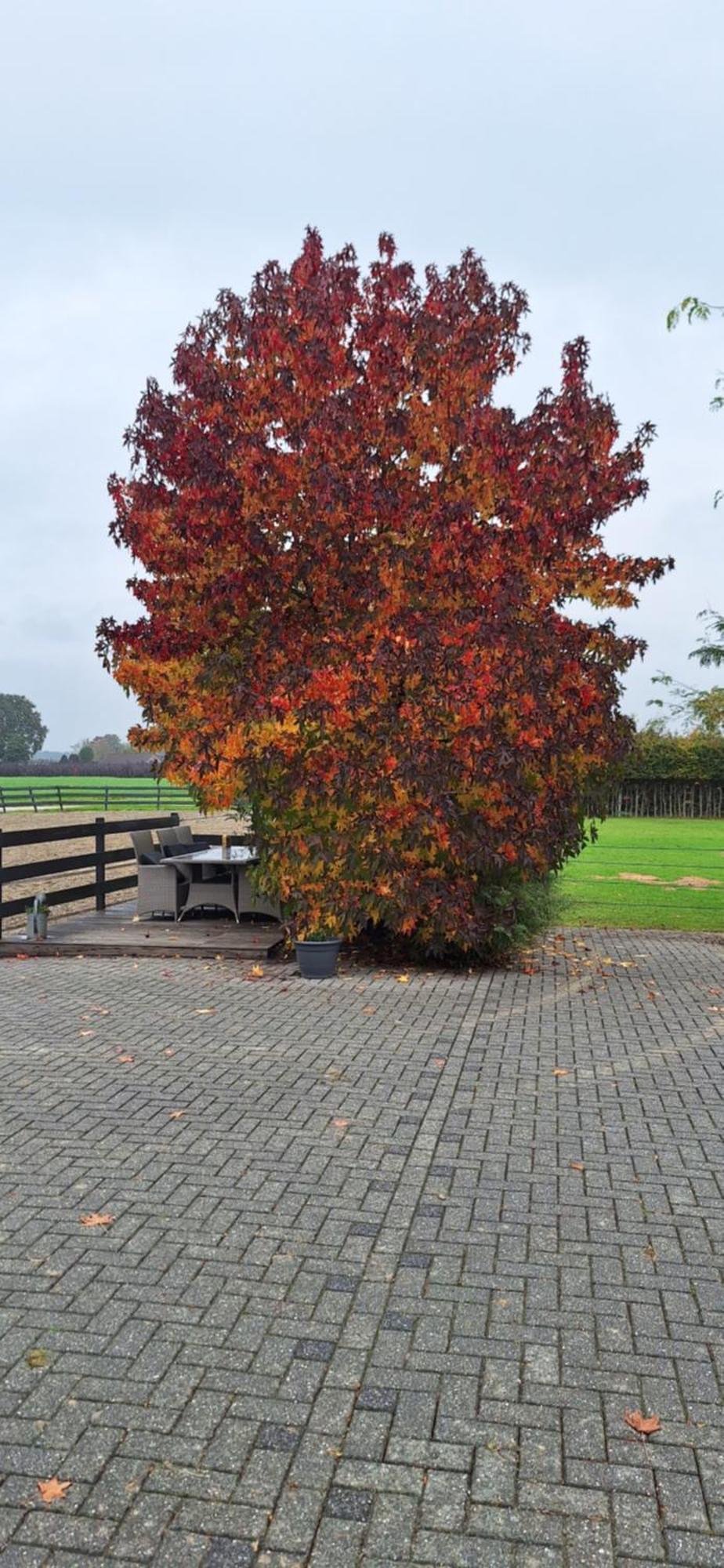 B&B De Raamberg Zundert Exteriör bild